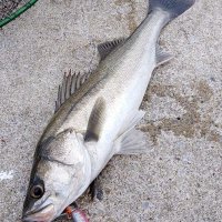 防波堤で釣り上げたシーバス（写真は「守山丸」提供）
