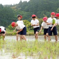 実りの秋に「おいしく育って」　御宿小　泥にまみれて田植え