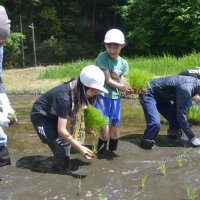 おいしいお酒になって　酒米の田植え挑戦　印西・本埜小