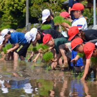 大きく育て願い込め　５年生が田植え体験　市原・牛久小