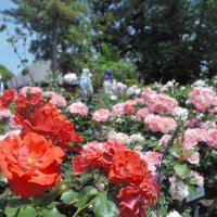 貴重な原種など約２５００株のバラを見ることができる＝１４日、佐倉市の草ぶえの丘