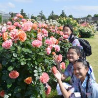 甘い香り堪能　バンコクこども親善大使、八千代の京成バラ園見学