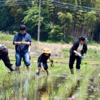 青空の下、田植え体験　家族連れら笑顔　多古
