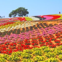 東京ドイツ村の「いろどりの丘」斜面を埋め尽くすペチュニア＝１８日、袖ケ浦市