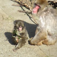 大人のサルと一緒に過ごすパンチ。大勢の来園者が訪れるサル山では先日、自称米国籍の男が侵入する騒動があった