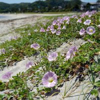 初夏の海岸を明るく彩るハマヒルガオ＝１７日、勝浦市