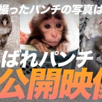 「がんばれパンチ」動画２本が再生回数１００万回突破　市川市制作　自治体発信の動画では異例の多さ
