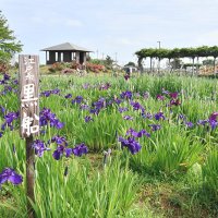 初夏の訪れを告げる恒例イベント「水郷佐原あやめ祭り」が開幕し、涼しげに咲き始めたハナショウブが来園者を楽しませている＝２３日、香取市の水郷佐原あやめパーク