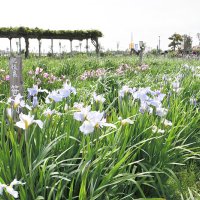 水郷佐原に初夏の訪れ　紫や白、涼しげに咲き始め　香取であやめ祭り開幕　４００種、６月上旬見頃