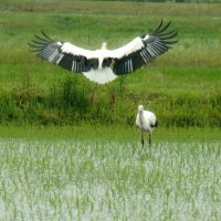 いすみにコウノトリ飛来　１年半ぶり、２羽確認は初めて