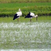 いすみ市に飛来したコウノトリ。静かな水田地帯で２羽が一緒に行動する様子が見られた＝２３日午前９時５５分ごろ、同市