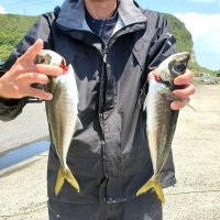 飯岡沖で釣り上げたアジ（写真は「清勝丸」提供）