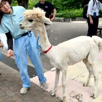 アルパカ“夏の装い”　毛刈り「全身ケア」　市川市動植物園