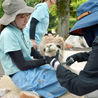ヘアスタイルの手入れを受けるアルパカ＝市川市動植物園