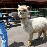 毛刈り前のもこもこしたアルパカ＝市川市動植物園