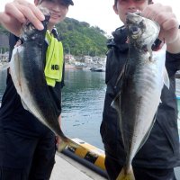 保田沖で釣り上げたアジ（写真は「村井丸」提供）