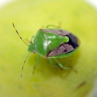千葉県で果樹カメムシ大量発生　平年の２倍、県が注意報　ナシなど被害防止呼びかけ