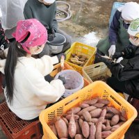 サツマイモの皮をむく千葉商科大生ら＝４月、山武市