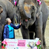 ゆめ花１９歳　市原ぞうの国でお誕生日会、来場者らがお祝い