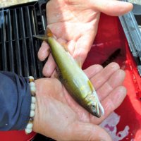 試し釣りで捕獲された良形のアユ