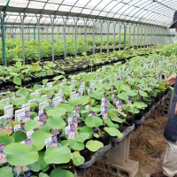 出荷時期を迎えた大木園芸の手乗りハス＝東金市