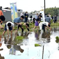 水田に入って苗を手植えする立正大生＝君津市